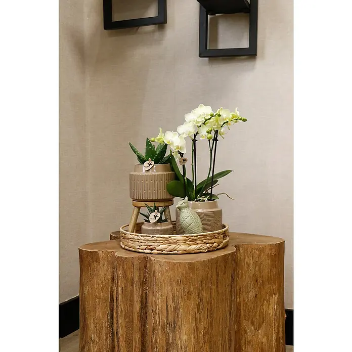 Piardino Schmetterlingsorchidee Exclusiv - Into the Jungle, Phalaenopsis multiflora & Sukkulente i.S. - Arrangement mit Orchideen, Aloe Vera und Zierschale auf einem Baumstumpf, das eine natürliche und elegante Dekoration bietet.