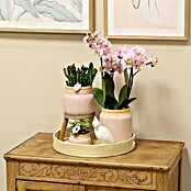 Piardino Zimmerpflanzen-Arrangement Exclusiv (Vintage Pink, Phalaenopsis multiflora & Sukkulente i.S.) | BAUHAUS