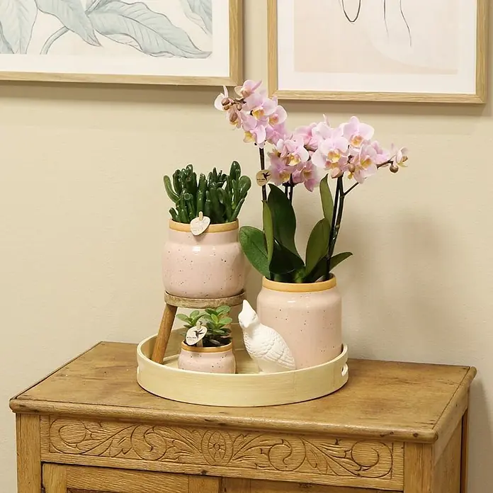 Piardino Schmetterlingsorchidee Exclusiv - Vintage Pink, Phalaenopsis multiflora & Sukkulente i.S. - Arrangement von Sukkulenten und Orchideen in rosa Töpfen auf einem beigen Tablett, das auf einem verzierten Holzschrank steht.