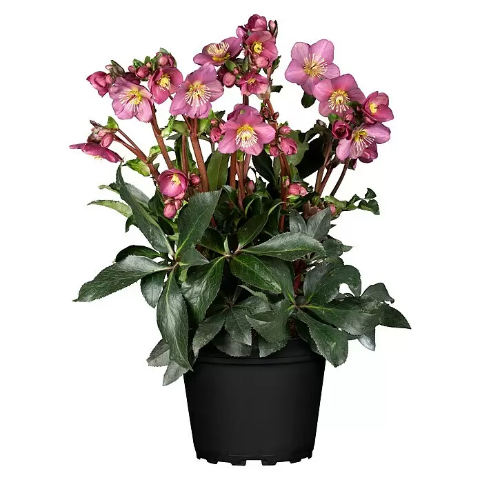 Piardino Christrose - Helleborus x glandorfensis HGC® Ice N´Roses ®, Topfgröße: 17 cm, Rosa - Topf-Christrose mit zahlreichen rosa Blüten und dunkelgrünen Blättern in einem schwarzen Topf.