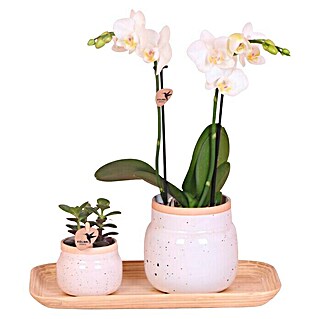 Piardino Zimmerpflanzen-Arrangement (Vintage White, Phalaenopsis multiflora & Sukkulente i.S.)