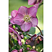 Piardino Christrose (Helleborus Hybride Ice n Roses, Topfgröße: 14 cm, Weiß/Rosa) | BAUHAUS