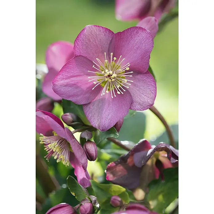 Piardino ChristroseHelleborus Hybride Ice n Roses, Topfgröße: 14 cm, Weiß/Rosa - Nahaufnahme einer rosafarbenen Christrose (Helleborus) mit filigranen Staubgefäßen und zarten Blütenblättern im sanften Licht.