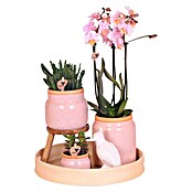 Piardino Zimmerpflanzen-Arrangement Exclusiv (Vintage Pink, Phalaenopsis multiflora & Sukkulente i.S.) | BAUHAUS