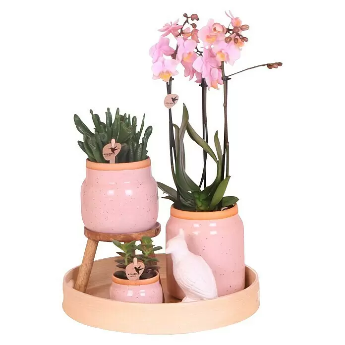 Piardino Schmetterlingsorchidee Exclusiv - Vintage Pink, Phalaenopsis multiflora & Sukkulente i.S. - Rosa Keramiktöpfe mit Orchideen und Sukkulenten, auf einem Holztablett mit Vogeldeko.