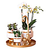 Piardino Zimmerpflanzen-Arrangement Exclusiv (Luxury Living, Phalaenopsis multiflora & Sukkulente i.S.) | BAUHAUS