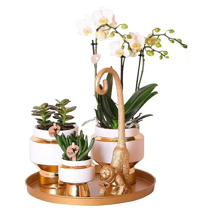 Piardino Schmetterlingsorchidee Arrangement - Luxury Living, Phalaenopsis multiflora & Sukkulente i.S. - Dekorative Zusammenstellung mit weißen Orchideen, grünen Sukkulenten in weiß-goldenen Töpfen und goldener Affenfigur auf einem goldenen Tablett.