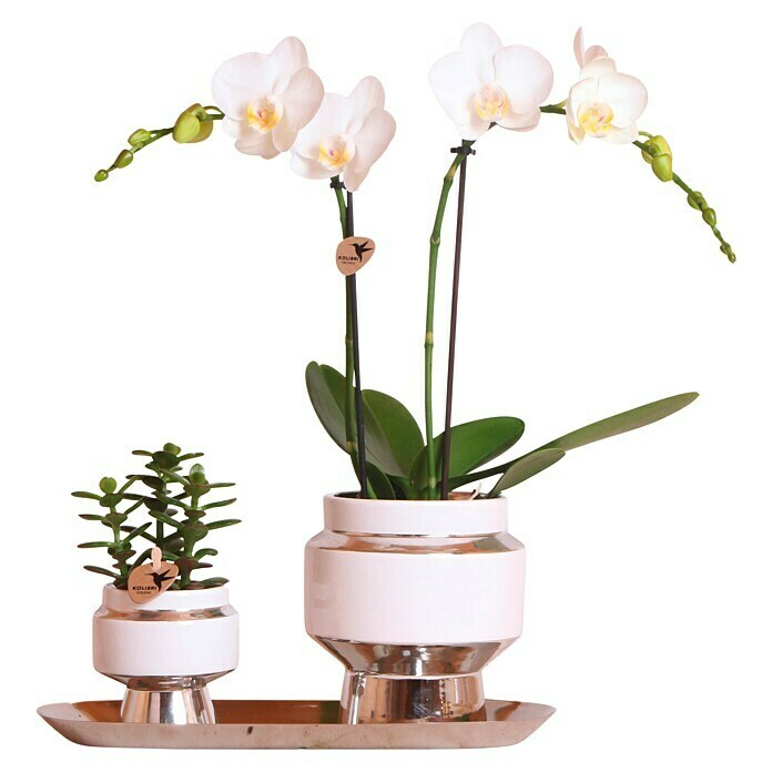 Piardino Zimmerpflanzen-Arrangement (Lush Life Silver, Phalaenopsis multiflora & Sukkulente i.S.) | BAUHAUS