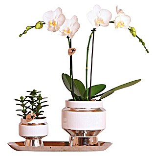 Piardino Zimmerpflanzen-Arrangement (Lush Life Silver, Phalaenopsis multiflora & Sukkulente i.S.)