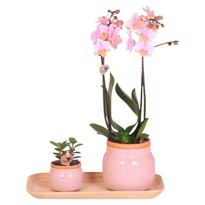 Piardino Zimmerpflanzen-Arrangement (Vintage Pink, Phalaenopsis multiflora & Sukkulente i.S.)