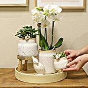 Piardino Zimmerpflanzen-Arrangement Exclusiv (Vintage White, Phalaenopsis multiflora & Sukkulente i.S.) | BAUHAUS