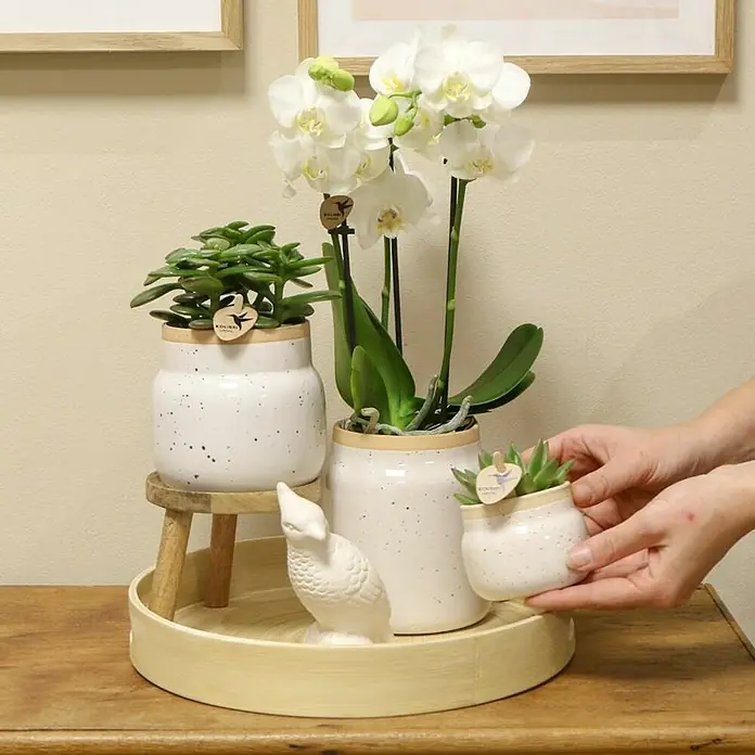 Piardino Schmetterlingsorchidee Exclusiv - Vintage White, Phalaenopsis multiflora & Sukkulente i.S. - Arrangement mit weiß gefleckten Töpfen mit Grünpflanzen und einer weißen Orchidee, präsentiert auf einem Holztablett mit Vogeldekor.
