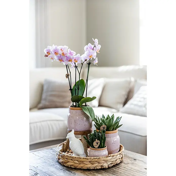Piardino Zimmerpflanzen-Arrangement ExclusivExcusiv Romantic, Phalaenopsis multiflora & Sukkulente i.S. - Nahaufnahme eines Tabletts mit Topfpflanzen und einer weißen Vogeldekoration auf einem Holztisch.