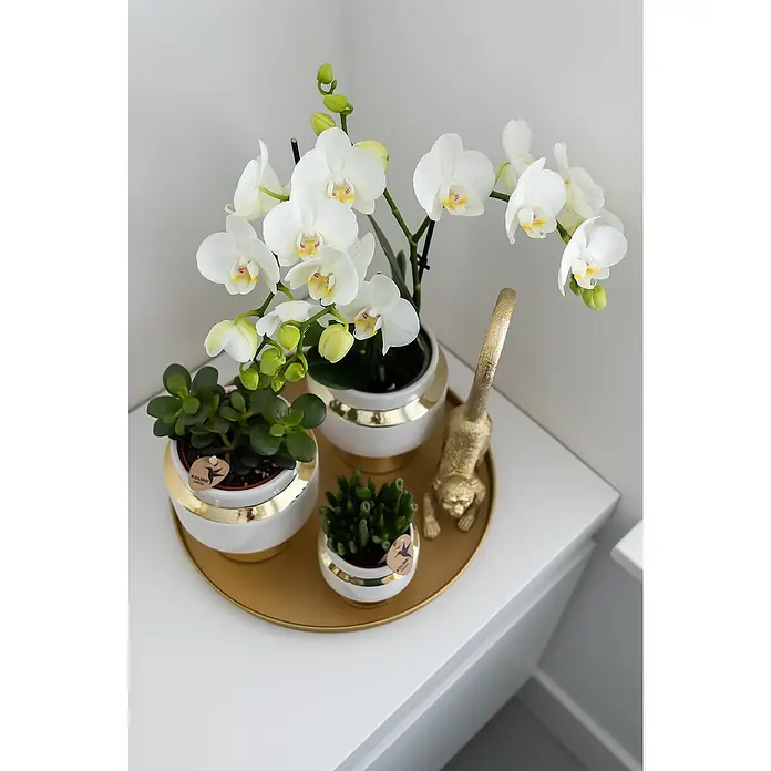 Piardino Schmetterlingsorchidee Arrangement - Luxury Living, Phalaenopsis multiflora & Sukkulente i.S. - Elegante Tischdekoration mit Orchideen, Sukkulenten in golden verzierten Töpfen und einer goldenen Katzenfigur auf einem goldenen Tablett.