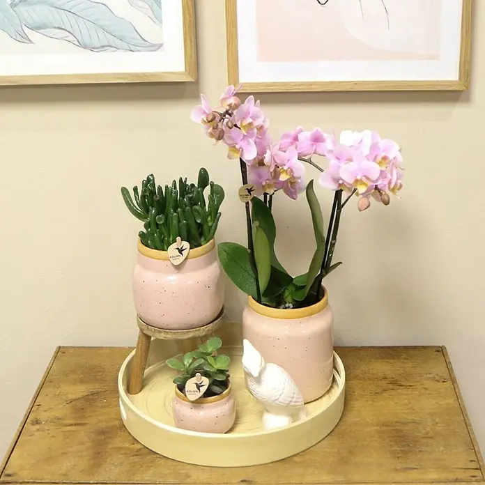 Piardino Zimmerpflanzen-Arrangement ExclusivVintage Pink, Phalaenopsis multiflora & Sukkulente i.S. - Nahaufnahme von Sukkulenten und Orchideen in rosa Töpfen, die auf einem Tisch mit hölzernen Akzenten für eine elegante Präsentation stehen.