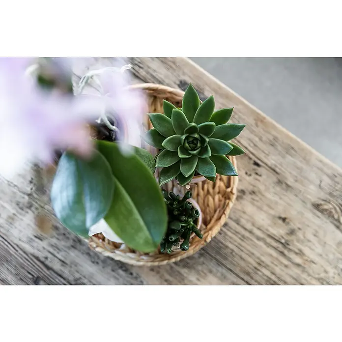 Piardino Schmetterlingsorchidee Exclusiv - Excusiv Romantic, Phalaenopsis multiflora & Sukkulente i.S. - Dekorative Nahaufnahme einer Sukkulente in einem Korb auf einem Holztisch. Die Pflanze präsentiert sich in sattem Grün und filigraner Blattform.
