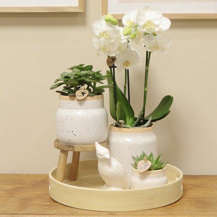 Piardino Zimmerpflanzen-Arrangement Exclusiv (Vintage White, Phalaenopsis multiflora & Sukkulente i.S.) | BAUHAUS