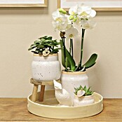 Piardino Zimmerpflanzen-Arrangement Exclusiv (Vintage White, Phalaenopsis multiflora & Sukkulente i.S.) | BAUHAUS