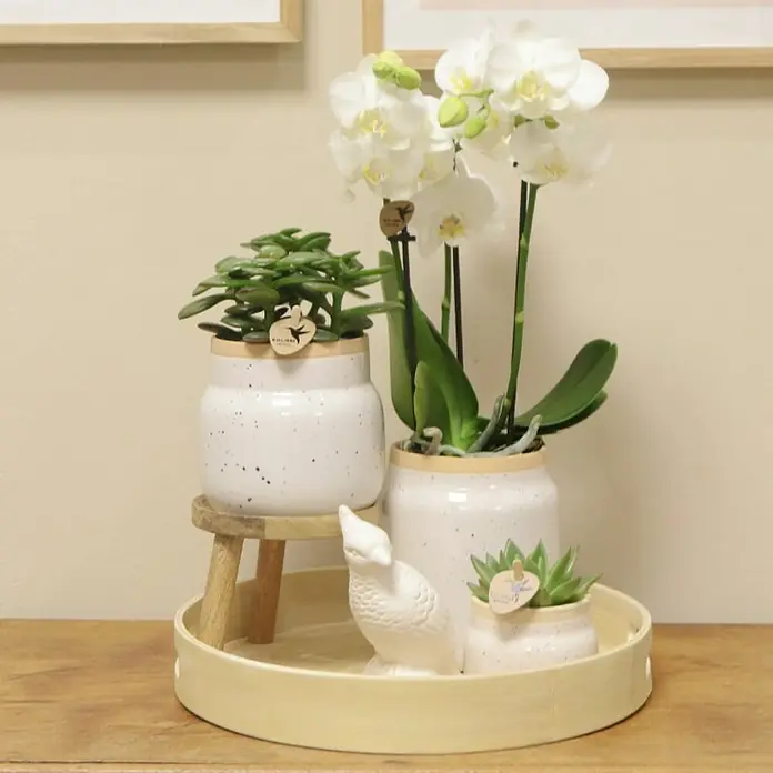 Piardino Schmetterlingsorchidee Exclusiv - Vintage White, Phalaenopsis multiflora & Sukkulente i.S. - Arrangement aus weißen Orchideen und Sukkulenten in passenden Töpfen mit Vogelfigur auf einem Tablett.