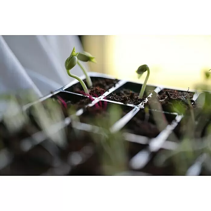 Adventskalender Saatgut - 24 verschiedene Arten von Blumen, Gemüse und Kräutersamen - Junge grüne Pflanzensprossen in einer schwarzen Plastik-Anzuchtschale, die frühes Wachstum mit Keimblättern zeigen.