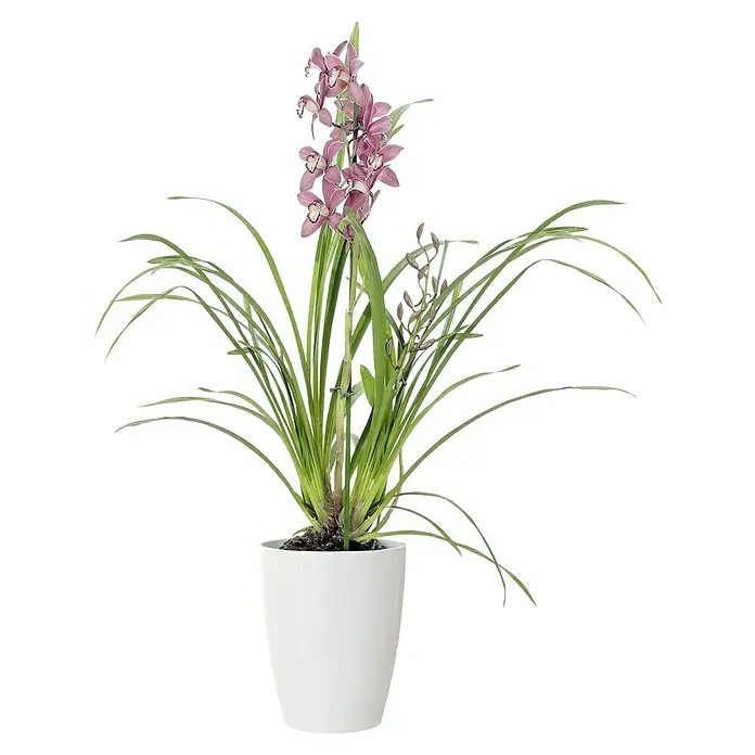 Artevasi Orchideentopf Fiji - Außenmaß (Ø x H): 15 x 18,9 cm, Kunststoff, Weiß - Elegante Orchidee in einem weißen Topf. Die zarten rosa Blüten und die langen grünen Blätter machen sie zu einem Blickfang. Perfekt für jedes Zuhause.