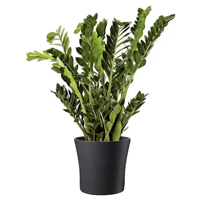 Soendgen Keramik Übertopf rund Tahiti - Max. Außendurchmesser: 28 cm, Anthrazit - Zimmerpflanze Zamioculcas in einem schwarzen Topf. Die Pflanze hat glänzende, grüne Blätter und verleiht jedem Raum eine natürliche Note.