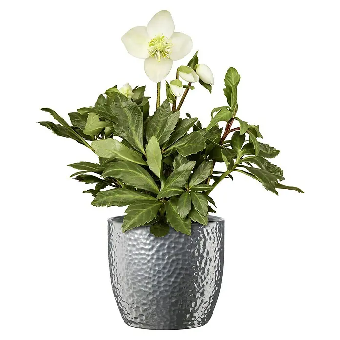 Soendgen Keramik Übertopf rund Boston - Außenmaß (Ø x H): 27 x 26 cm, Silber, Keramik - Die Nahaufnahme zeigt eine Christrose in einem silbernen, gehämmerten Topf, die Eleganz und winterliche Schönheit vereint.