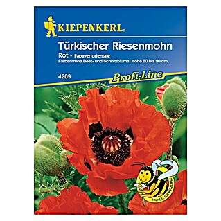 Kiepenkerl Profi-Line Blumensamen Türkischer Riesenmohn (Papaver orientale, Rot, Saatzeit: April, Blütezeit: Juni)
