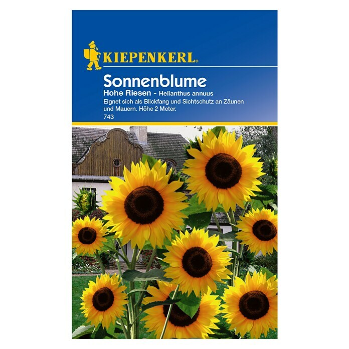 Kiepenkerl Blumensamen Sonnenblumen (Helianthus annuus, Gelb, Saatzeit: April, Blütezeit: Juli) | BAUHAUS