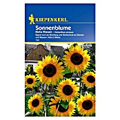 Kiepenkerl Blumensamen Sonnenblumen (Helianthus annuus, Gelb, Saatzeit: April, Blütezeit: Juli) | BAUHAUS