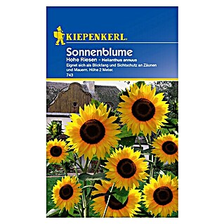 Kiepenkerl Blumensamen Sonnenblumen (Helianthus annuus, Gelb, Saatzeit: April, Blütezeit: Juli)