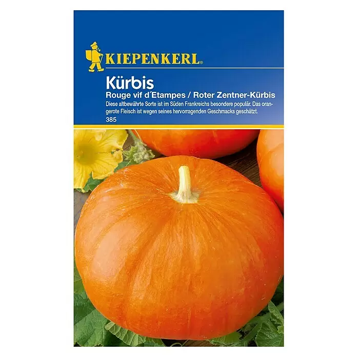 Kiepenkerl Gemüsesamen Kürbis - Cucurbita maxima, Saatzeit: April, Erntezeit: August - Blaues Kiepenkerl Kürbis-Samenpackung 'Rouge vif d'Étampes / Roter Zentner-Kürbis', mit einem orangefarbenen Kürbis.