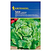 Kiepenkerl Salatsamen Kopfsalat (Lactuca sativa var. capitata, Erntezeit: Juni, 2 g) | BAUHAUS