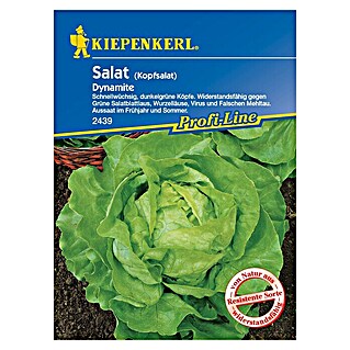 Kiepenkerl Profi-Line Salatsamen Kopfsalat (Lactuca sativa var. capitata, Erntezeit: April, 0,3 g)