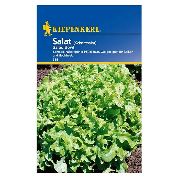 Kiepenkerl Salatsamen Pflücksalat - Lactuca sativa, Erntezeit: Mai, 1,5 g - Eine kräftig grüne 'Salad Bowl' Pflücksalatpflanze mit krausen Blättern wächst in dunkler Erde.