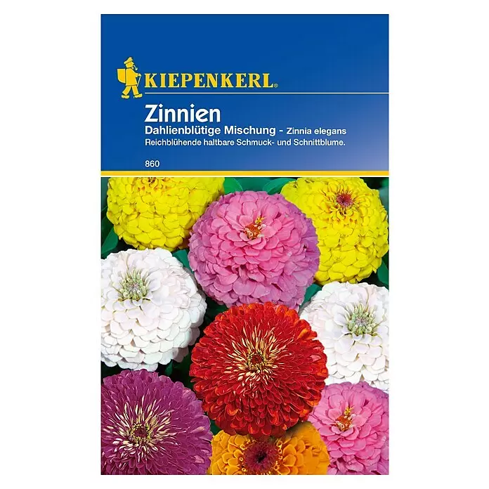 Kiepenkerl Blumensamen Zinnien - Zinnia elegans, Mehrfarbig, Saatzeit: April, Blütezeit: Juli - Samentüte für 'Dahlienblütige Zinnien elegans Mischung' mit lebhaften pinken, gelben, weißen, roten und violetten Zinnienblüten.