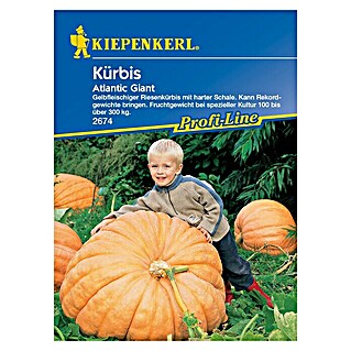 Kiepenkerl Profi-Line Gemüsesamen Kürbis (Cucurbita maxima, Saatzeit: April, Erntezeit: September)