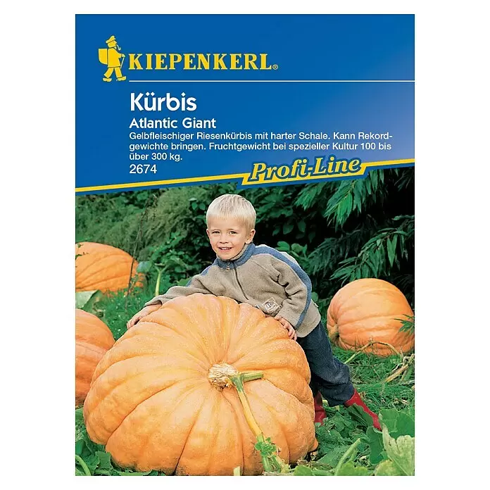 Kiepenkerl Profi-Line Gemüsesamen Kürbis - Cucurbita maxima, Saatzeit: April, Erntezeit: September - Ein kleiner Junge kniet neben einem riesigen orangefarbenen Atlantic Giant Kürbis im Garten, was seine beeindruckende Größe zeigt. Weitere Kürbisse sind im Hintergrund zu sehen.