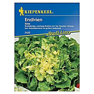 Kiepenkerl Profi-Line Salatsamen Endivien (Cichorium endivia, Erntezeit: Juli)