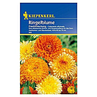 Kiepenkerl Blumensamen Ringelblumen (Calendula officinalis, Mehrfarbig, Saatzeit: März, Blütezeit: Juli)