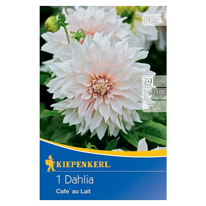 Kiepenkerl Herbstblumenzwiebeln Dahlie (Dahlia 'Café au Lait', 1 Stk.) | BAUHAUS