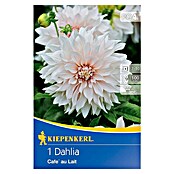 Kiepenkerl Herbstblumenzwiebeln Dahlie (Dahlia 'Café au Lait', 1 Stk.) | BAUHAUS