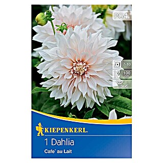 Kiepenkerl Herbstblumenzwiebeln Dahlie (Dahlia 'Café au Lait', 1 Stk.)