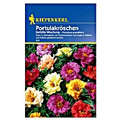 Kiepenkerl Blumensamen Portulakröschen (Portulaca grandiflora, Mehrfarbig, Saatzeit: März, Blütezeit: Juni) | BAUHAUS