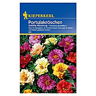 Kiepenkerl Blumensamen Portulakröschen (Portulaca grandiflora, Mehrfarbig, Saatzeit: März, Blütezeit: Juni)