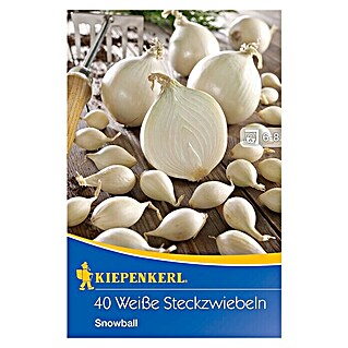 Kiepenkerl Steckzwiebeln Snowball (Allium cepa, Erntezeit: August, Erntezeit: August - September)