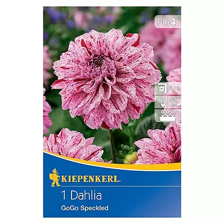 Kiepenkerl  Dahlie