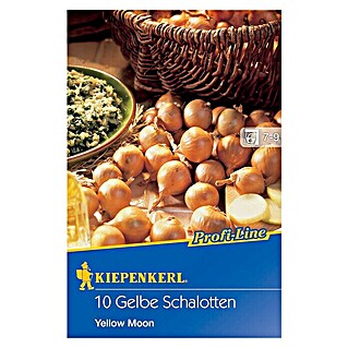 Kiepenkerl Steckzwiebeln Schalotte Yellow Moon (Allium cepa var. ascalonicum, Erntezeit: Juli - September)