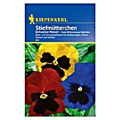 Kiepenkerl Blumensamen Stiefmütterchen (Viola-Wittrockiana-Hybriden, Mehrfarbig, Saatzeit: Juni, Blütezeit: März) | BAUHAUS