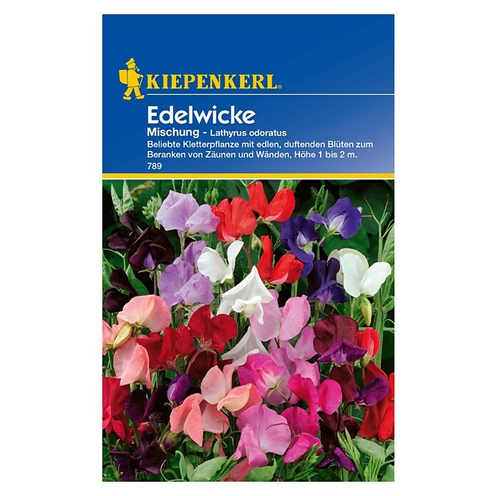 Kiepenkerl Blumensamen Edelwicken (Lathyrus odoratus, Mehrfarbig, Saatzeit: April, Blütezeit: Juni)